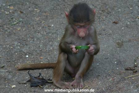 hagenbeck 05 03 010
