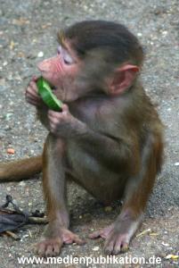 hagenbeck 05 03 011