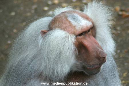 hagenbeck 05 03 012