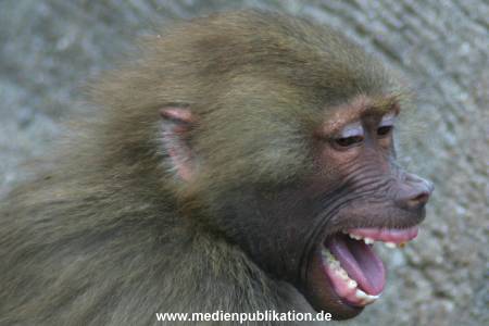 hagenbeck 05 03 013