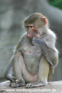 hagenbeck 05 03 014