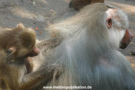 hagenbeck 05 03 020