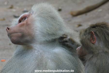 hagenbeck 05 03 021