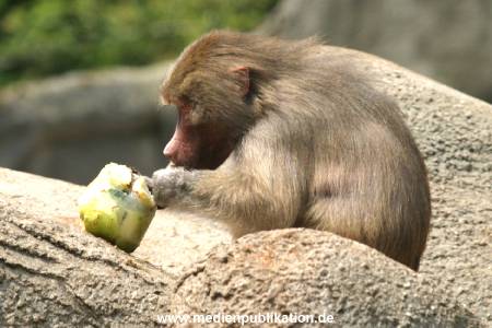hagenbeck 05 04 001