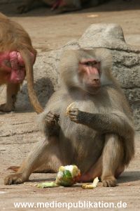 hagenbeck 05 04 002