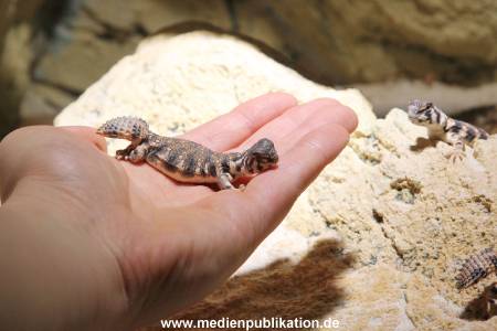 Hagenbeck Inventur 29122015 016