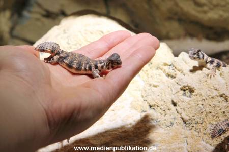 Hagenbeck Inventur 29122015 017