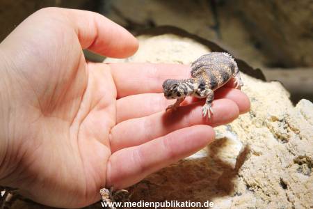 Hagenbeck Inventur 29122015 019
