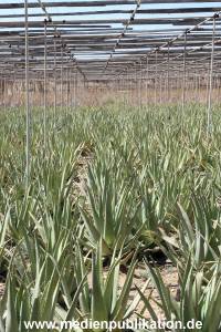 Gran Canaria 2013 032