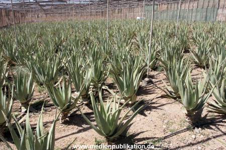 Gran Canaria 2013 033