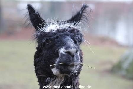 Hagenbeck 24022015 080
