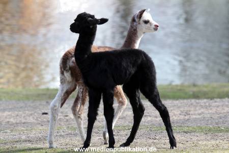 Hagenbeck Fruehling 12042012 071