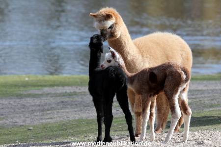Hagenbeck Fruehling 12042012 072
