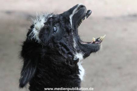 Hagenbeck 06062013 020