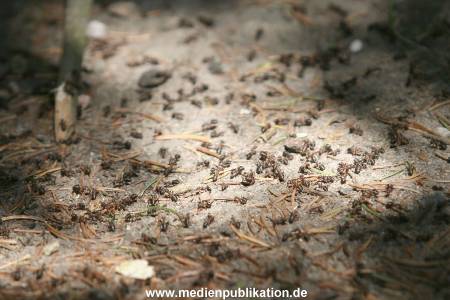 Hagenbeck 11062006 004