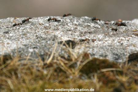 Hagenbeck 24072010 024