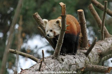Hagenbeck 042010 018