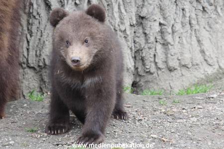 Hagenbeck 11042014 036