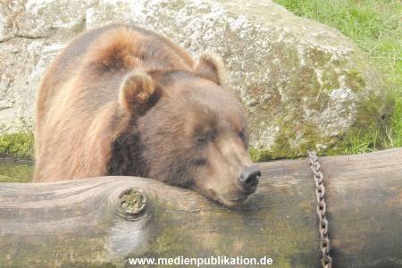 Hagenbeck 122016 040