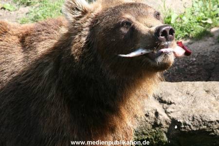 Hagenbeck 15072010 008