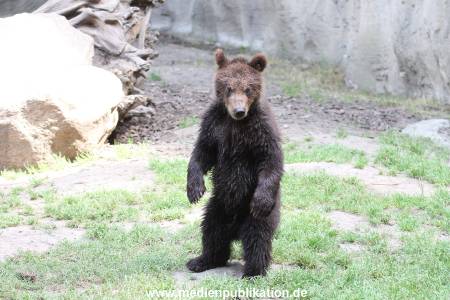 Hagenbeck 23072014 024