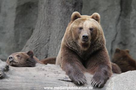 Hagenbeck 24022015 044