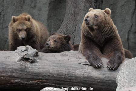 Hagenbeck 24022015 045