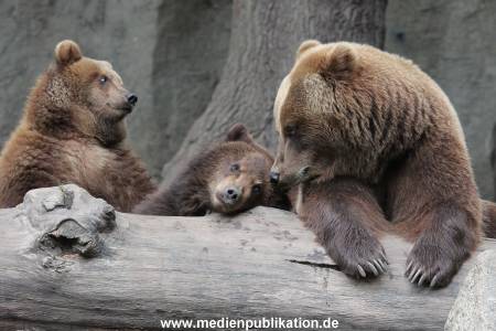 Hagenbeck 24022015 047