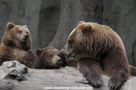 Hagenbeck 24022015 048