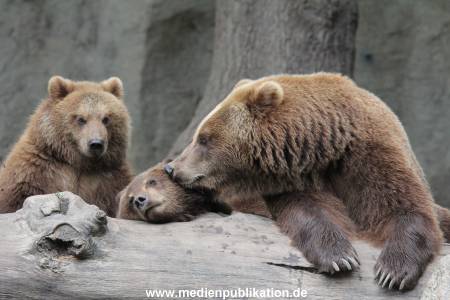Hagenbeck 24022015 050
