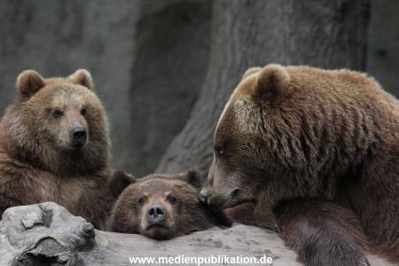 Hagenbeck 24022015 051
