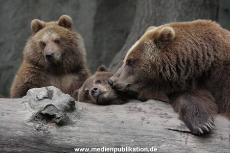 Hagenbeck 24022015 053