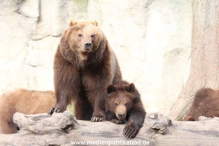 Hagenbeck 24022015 054