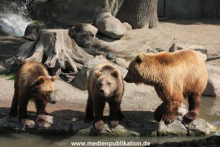 Hagenbeck 24052012 014