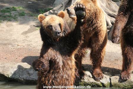 Hagenbeck 24052012 021