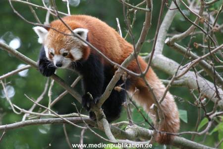 Hagenbeck 24072010 025