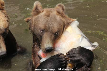 Hagenbeck 25072013 100