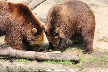 Hagenbeck 25072013 158