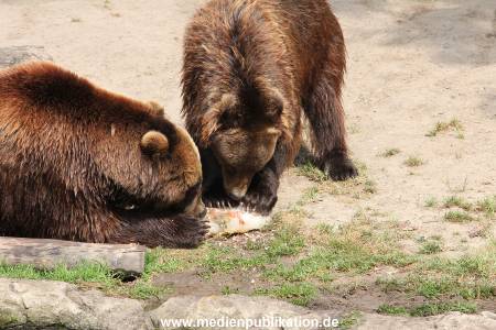 Hagenbeck 25072013 167