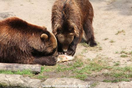Hagenbeck 25072013 168