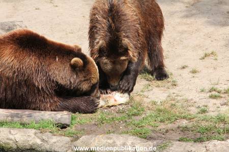 Hagenbeck 25072013 169