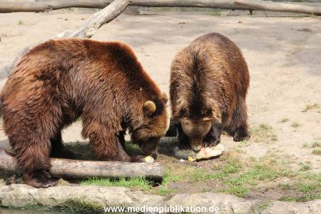 Hagenbeck 25072013 174