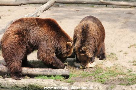 Hagenbeck 25072013 175