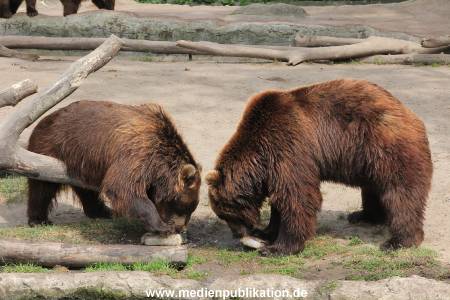 Hagenbeck 25072013 180