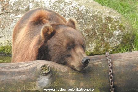 Hagenbeck 26092016 009