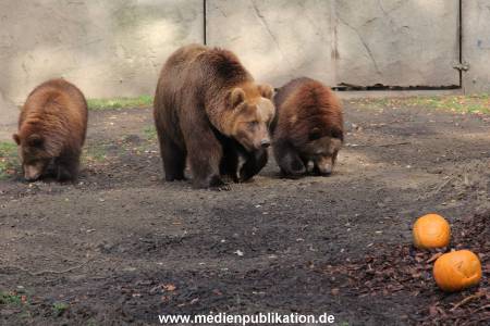 Hagenbeck 28102011 005