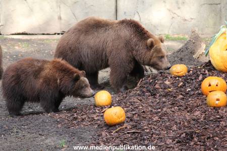 Hagenbeck 28102011 009