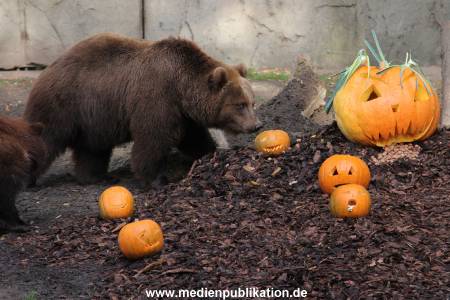 Hagenbeck 28102011 010