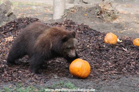 Hagenbeck 28102011 014