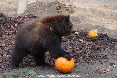 Hagenbeck 28102011 016